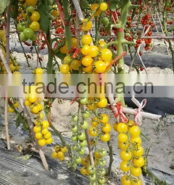 2016 Good Quality Hybrid Golden Yellow Cherry Tomato Seeds for Growing and for Sale-Golden Baby photo-2