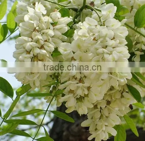 Sophora Flower Bud Extract Powder/Robinia Pseudoacacia L.extract Powder With Robinin 95% photo-3