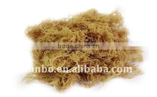 Dried Seaweed