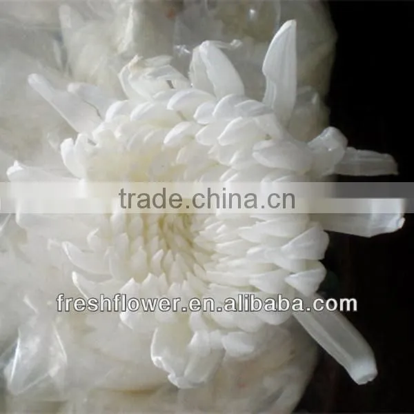 Chrysanthemum Cut Flower