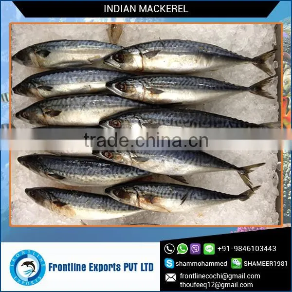 Dried Mackerel Fish