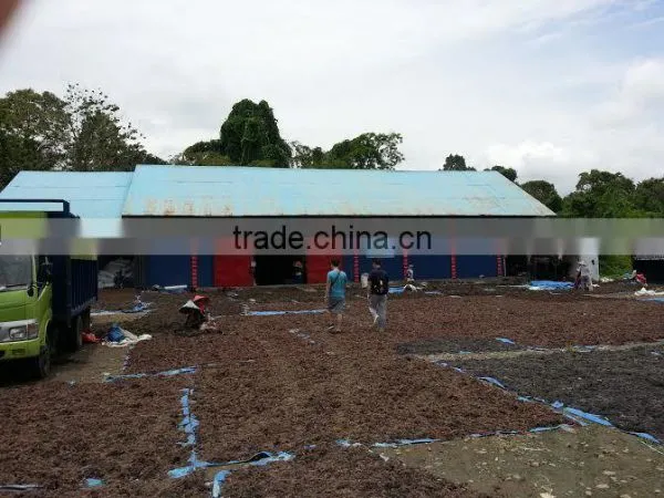 Sell Gracilaria, Euchema Spinosum And Cottoni Seaweeds photo-3