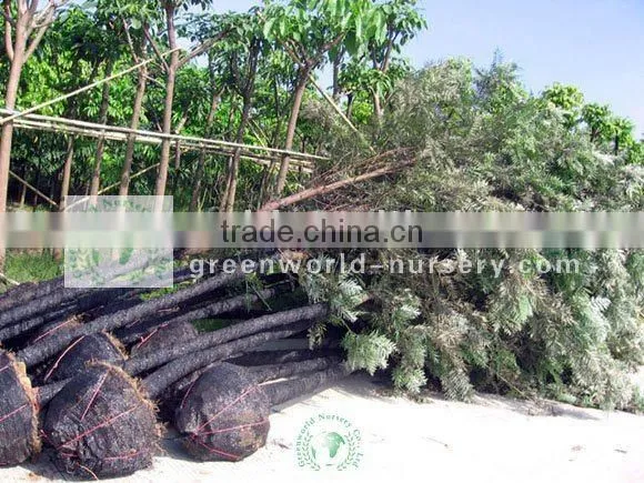 Grevillea Robusta Rootball Ready for Shipment