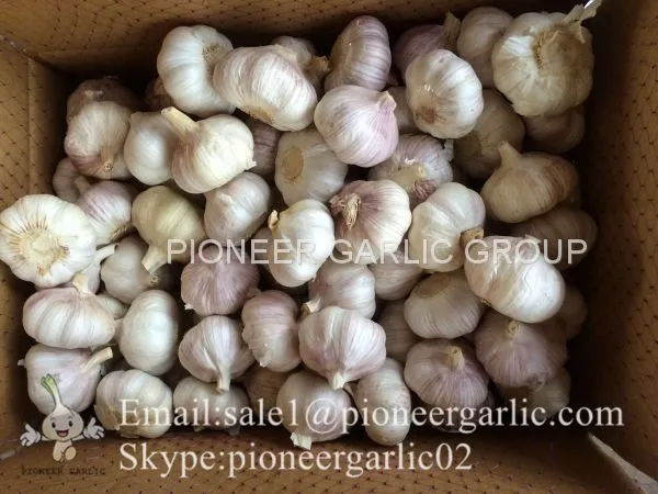 4.5cm 5cm 5.5cm Normal White Garlic Small Packing 1n 10kg Carton Box photo-5