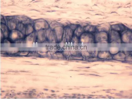 Animal Histology Slides,teaching Slides photo-3