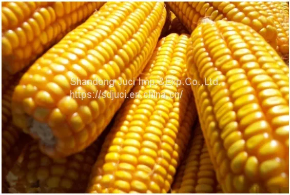 Organic Water Soluble Fertilizer Corn Steep Liquor Powder for Liquid Organic Fertilizer Corn Steep Powder photo-4