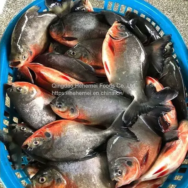 Seafood Wholesale Frozen Fish Red Pomfret photo-5