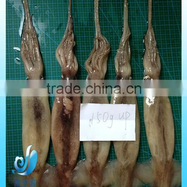 Frozen Whole Illex Squid photo-5