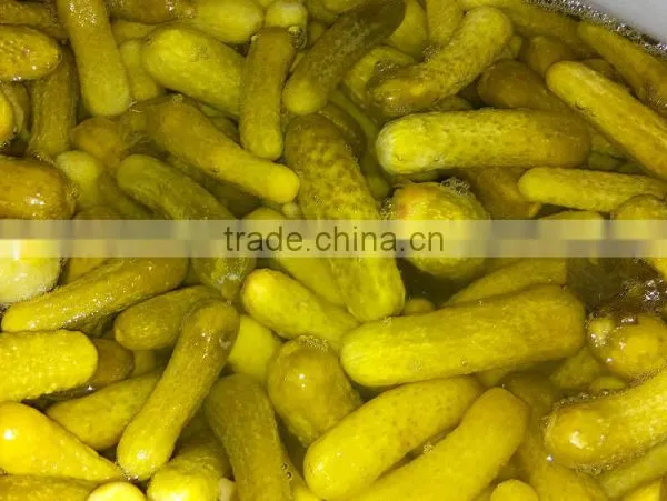 Gherkins in brine solution Natural fermentation