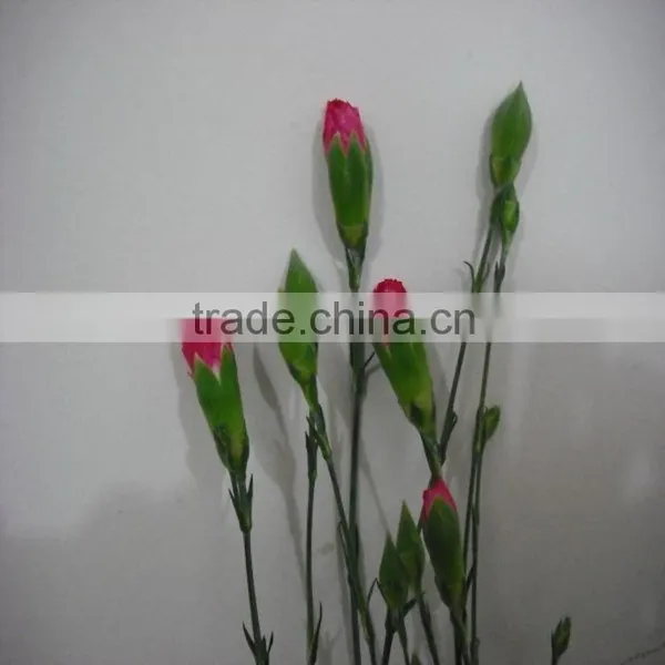 Elegant in Smell Factory Direct High Quality Flower Carnation photo-5
