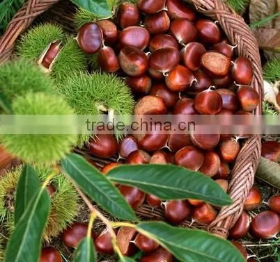 2016 Chinese Organic Fresh Raw Sweet Chestnuts for Sale photo-5