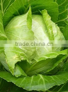 VIETNAM FRESH CABBAGE photo-3