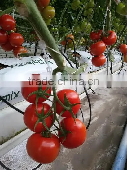 Tomato