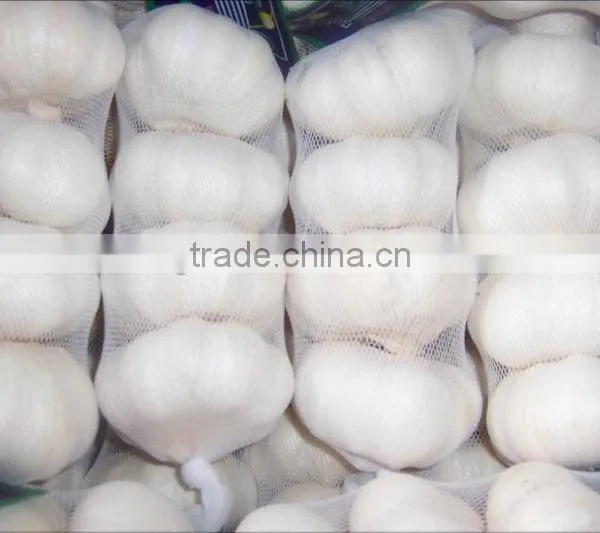 Garlic/Natural Garlic Import Export Business Opportunity