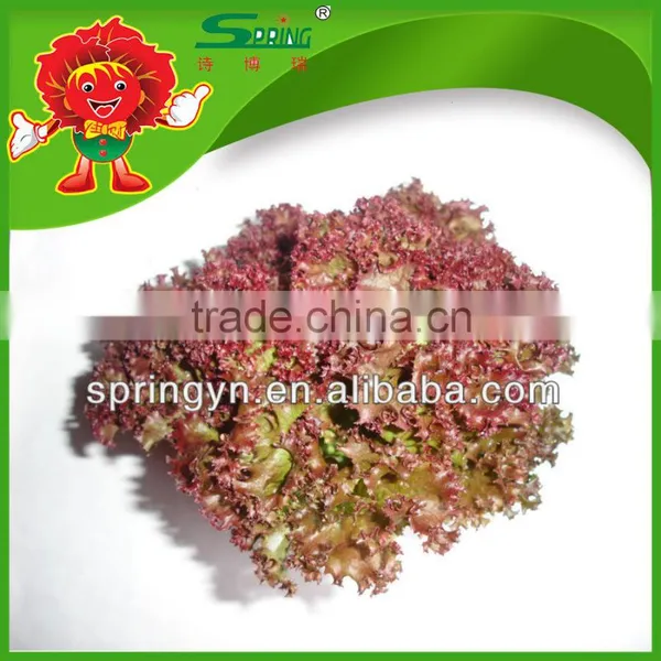 Lettuce Shredder Best Quality Lettuce on Sale Red Leaf Lettuce photo-2