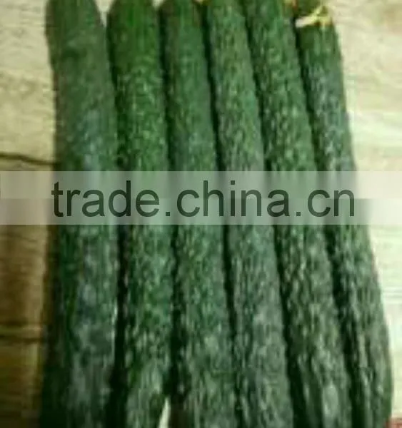 Fresh Cucumber photo-2