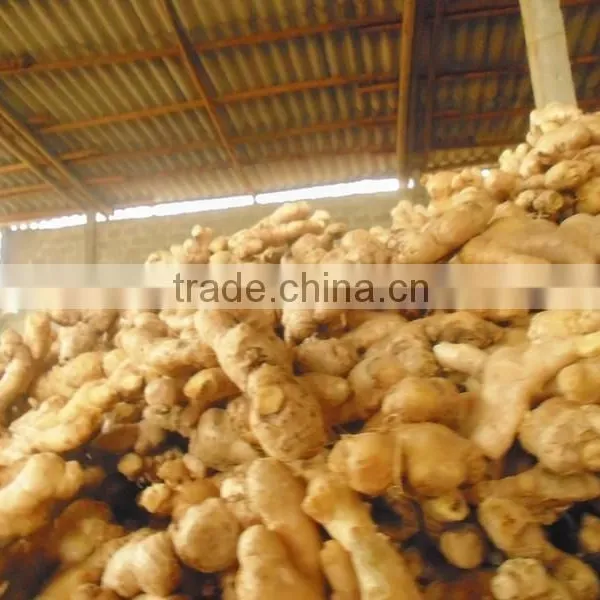Ginger, Viet Nam Fresh Ginger, High Quality Ginger photo-2