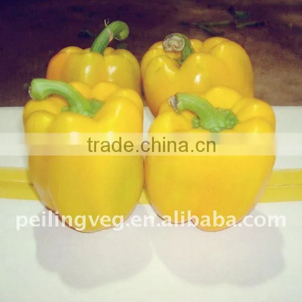 2013 NEW CROP FRESH BELL PEPPER photo-6