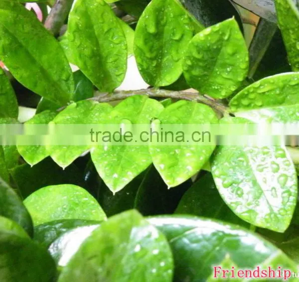 Natural Zamioculcas Zamiifolia for Indoor Ornamental Decorative Bonsai Plants photo-4