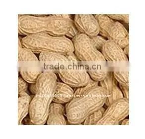 Peanut in Shell