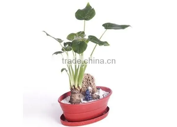 Flowerpot photo-5