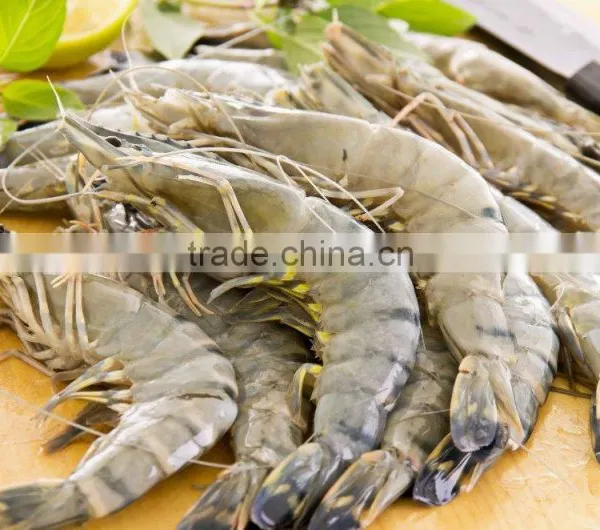Black Tiger Prawn photo-2