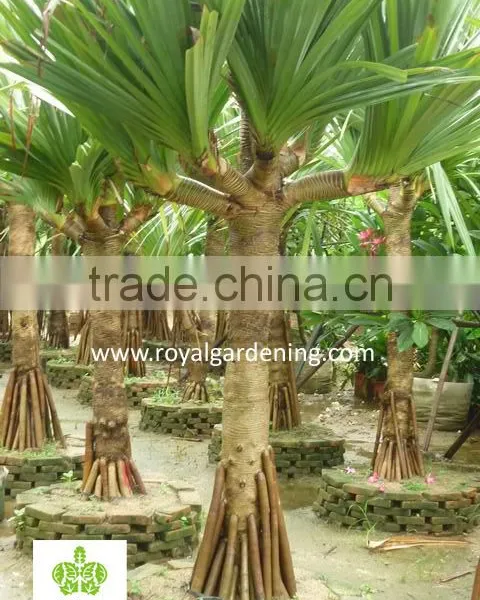 Pandanus Utilis, Screw Pine, Screw-Pine photo-2