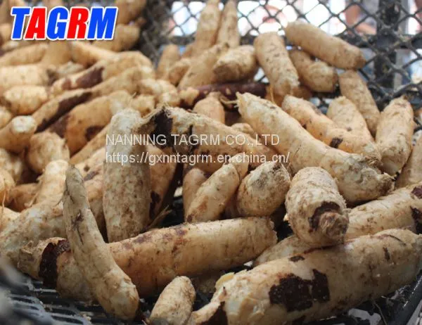 Large Capacity and Good Peeling Rate Cassava Peeler MSUPC / Cassava Skin Cleaning Machine / Cassava Peeling Machine photo-5