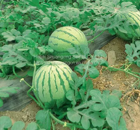 TAW Seedless F1 Hybrid Watermelon Seed Green RED photo-3
