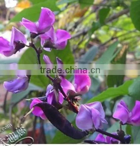 Purple Haricot,phaseolus, Flower Seeds , Herb Seed,vegetalbe Seed,fruit Seed,grass Seed