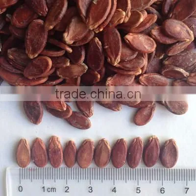 Chinese Red Hybrid Melon Seeds photo-2