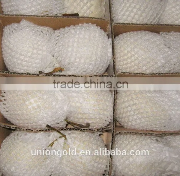 Light Yellow Fresh ya Pear Bulk Purchase photo-3