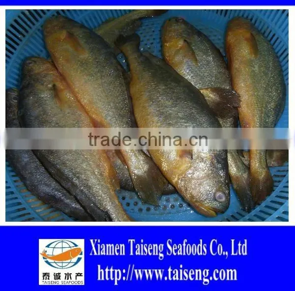 Frozen Fish Whole Round Yellow Croaker