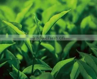 Organic and Delicious Matcha Green Tea Powder Organic at Reasonable Prices , Small Lot Order Available photo-4