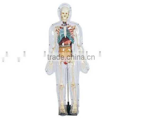 Model of Transparent Human 85cm