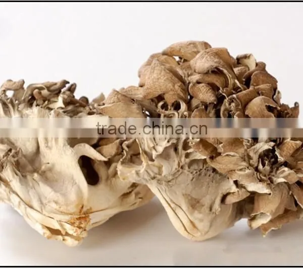 Best Selling Organic Dried Maitake Mushroom photo-2