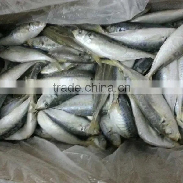 Price Fresh Prawns Horse Mackerel photo-2