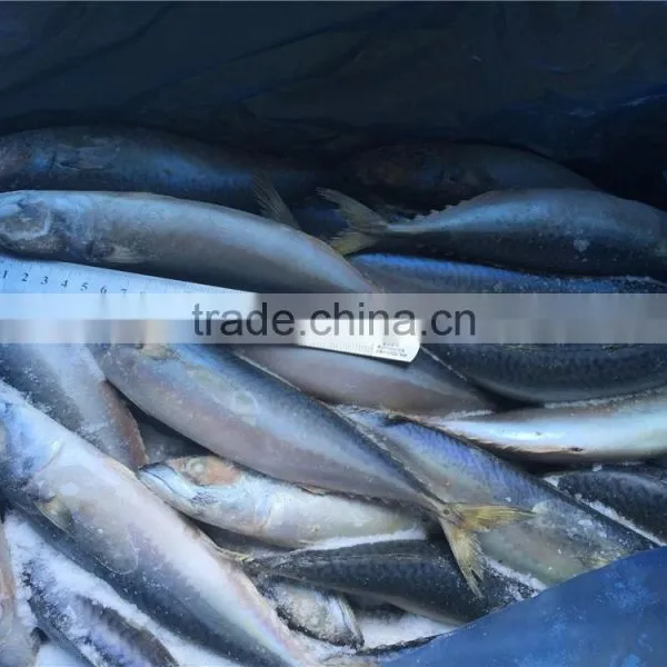 Sea Frozen Pacific Mackerel photo-2