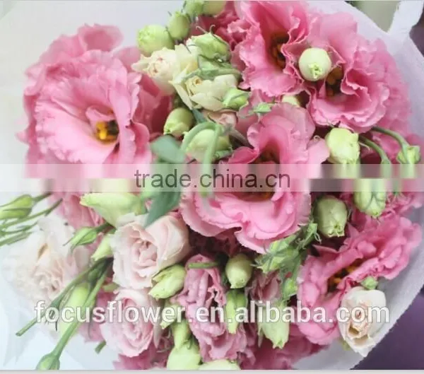 Colorful Fresh Cut Flower Eustoma With High Quality From China photo-3