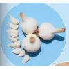 Pure Garlic