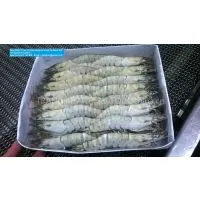 Raw Black Tiger Shrimp HOSO Semi IQF