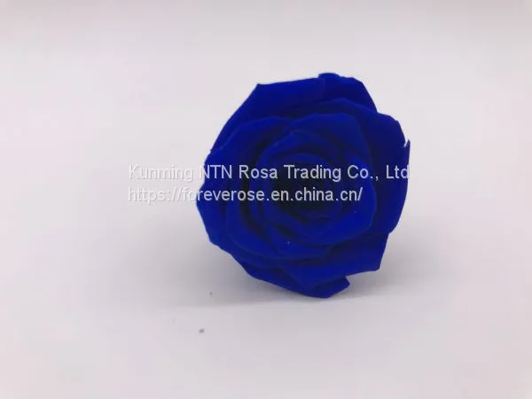 Wholesale3-4cm Elegant Real Touch Preserved Rose Flower photo-3
