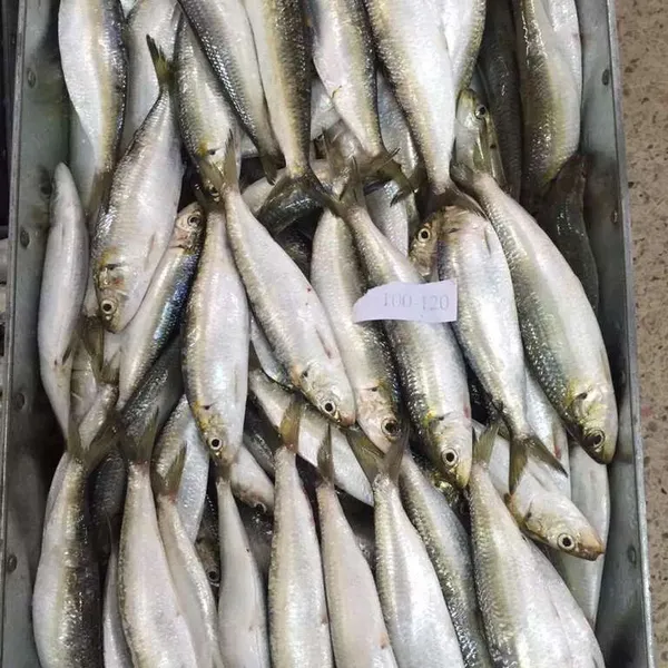 Frozen Sardine