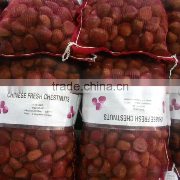 Fresh Chestnut photo-4
