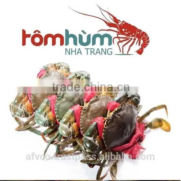 LIVE Mud Crab Vietnam: Male, Female, Egg Mud Crab photo-2