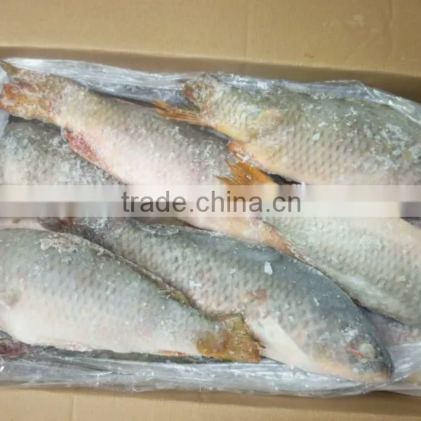 Carp