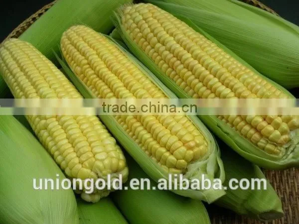 Non-GMO Cut Sweet Corn Kernels/niblet photo-3
