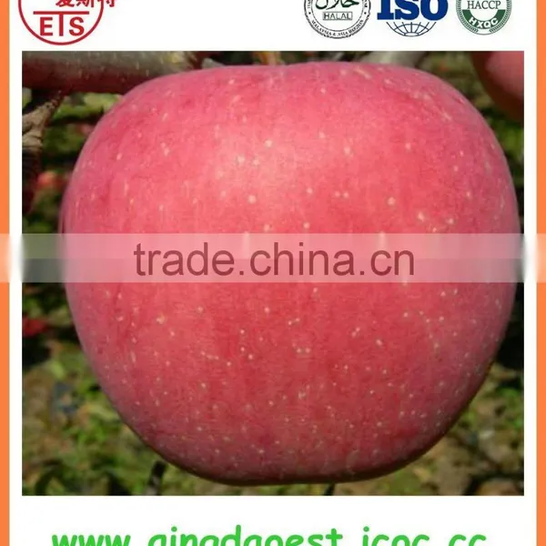 Fresh Red Fuji Apple photo-3
