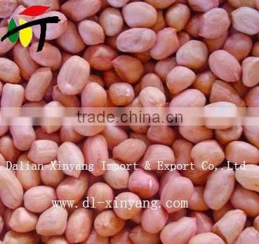 Wholesale Crispy Roasted Peanuts in Red Skin photo-2