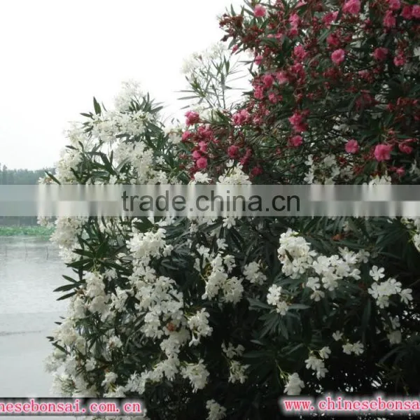 Blooming Nerium Indicum Milli of Outdoor Landscaping Foliage Decorative Ornamental Plants photo-4